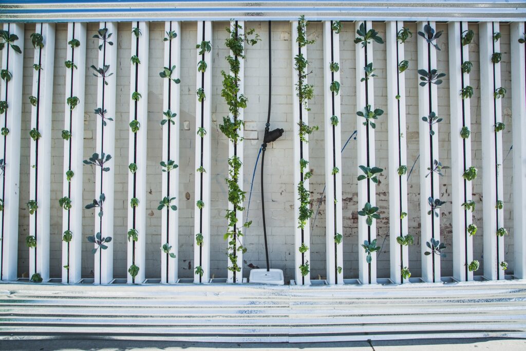 example of a hydroponics vertical growing wall.