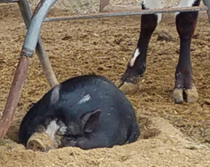 Amadio Ranch Pig Taking a Nap.